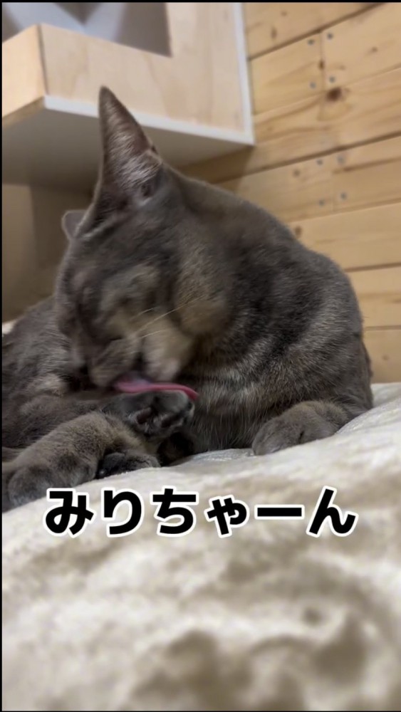 毛づくろいをする猫