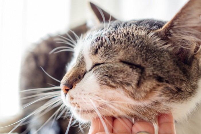 猫の顎の下を撫でる人の手