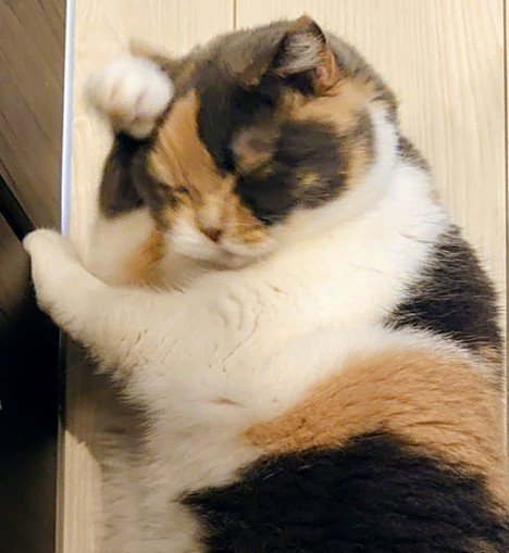 猫が床で寝そべっている（顔部分アップ）