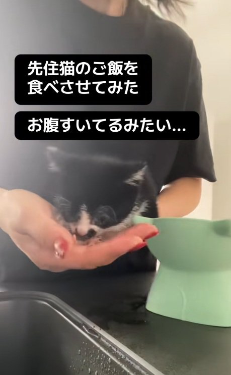 手からご飯を食べるハチワレ子猫