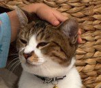 目を細める猫