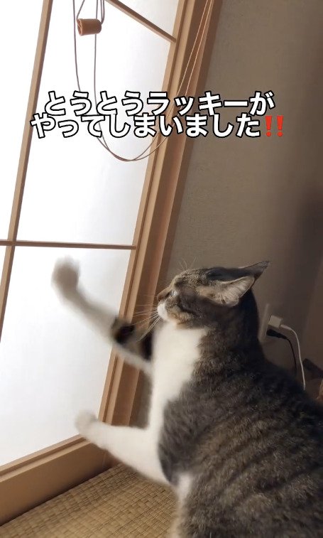 障子を引っ掻き続ける猫