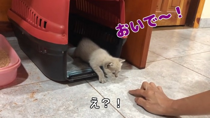 キャリーから出てきた子猫