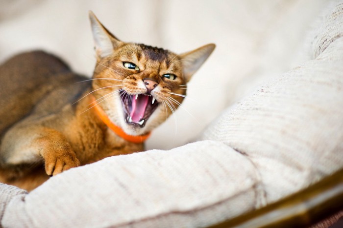 怒り顔の猫