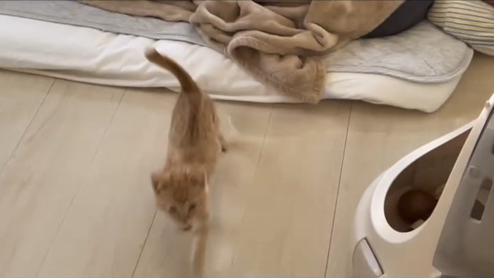 駆け寄ってくる子猫