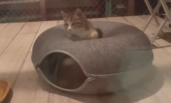 ベッドでくつろぐ子猫