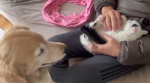 ソファに座る飼い主に抱っこされている子猫を見つめる犬