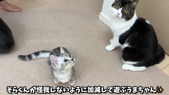 上を見る子猫と成猫