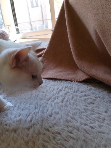 猫の横顔