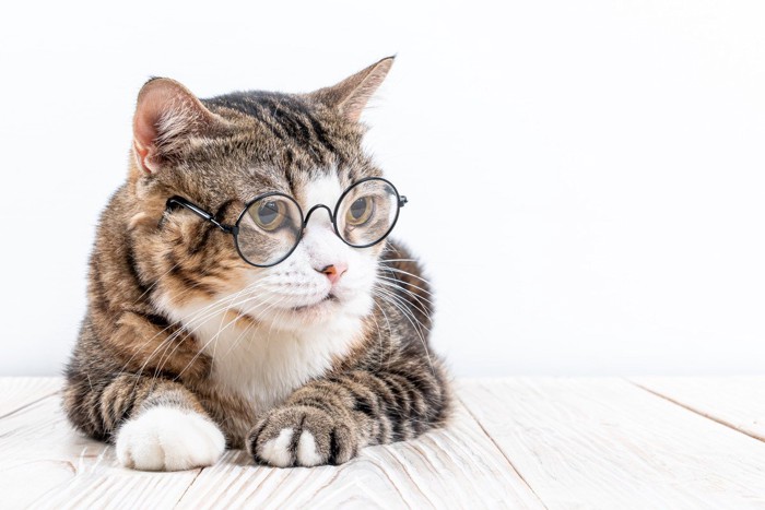 眼鏡をかけた猫