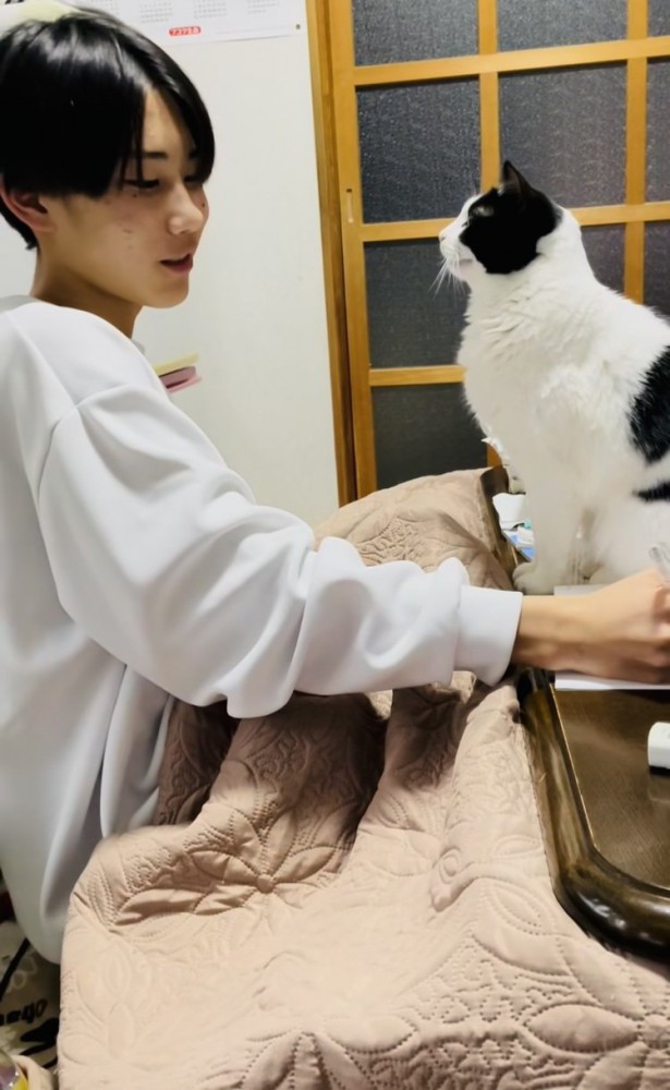 机に乗るハチワレ猫に話しかけるお兄ちゃん