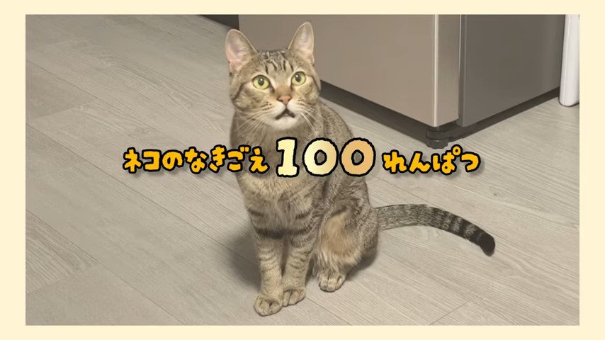 タイトル文字と猫