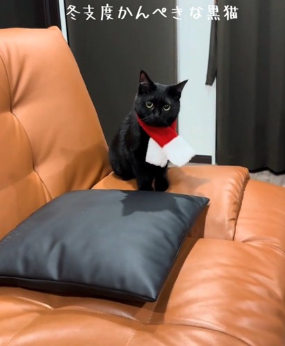 マフラーを巻く猫