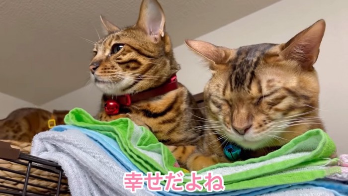 横を向く猫と前を向く目を閉じた猫