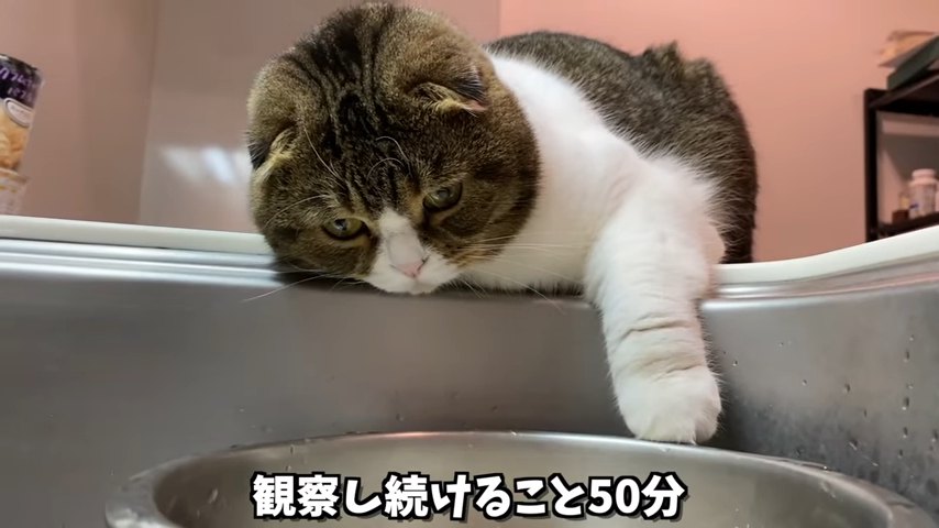 ボウルの中を見る猫