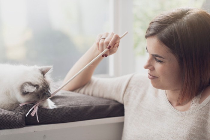 おもちゃで遊ぶ猫と女性