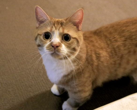 キャットタワーでくつろぐマンチカン
