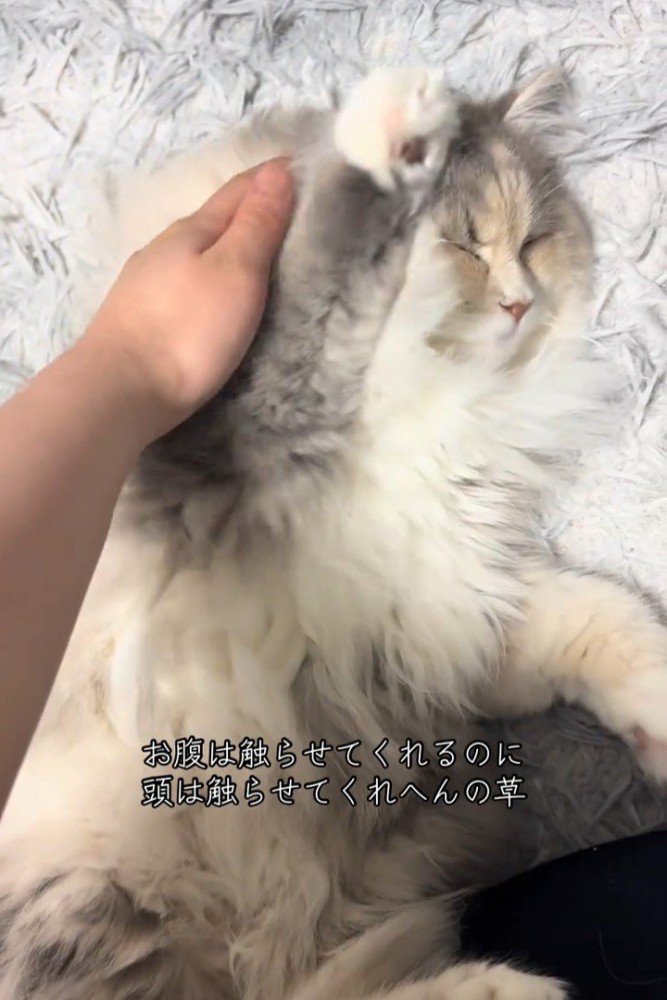 前足をあげる猫