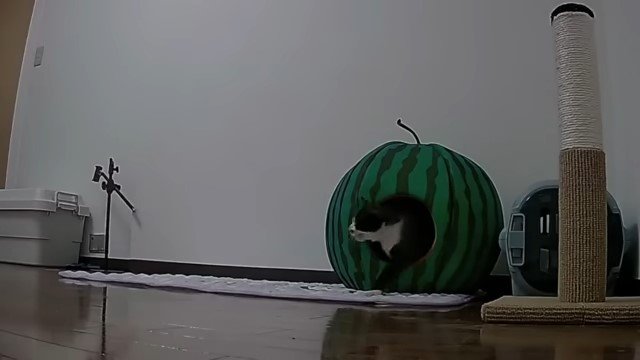 スイカ形のキャットハウスから出てくる猫