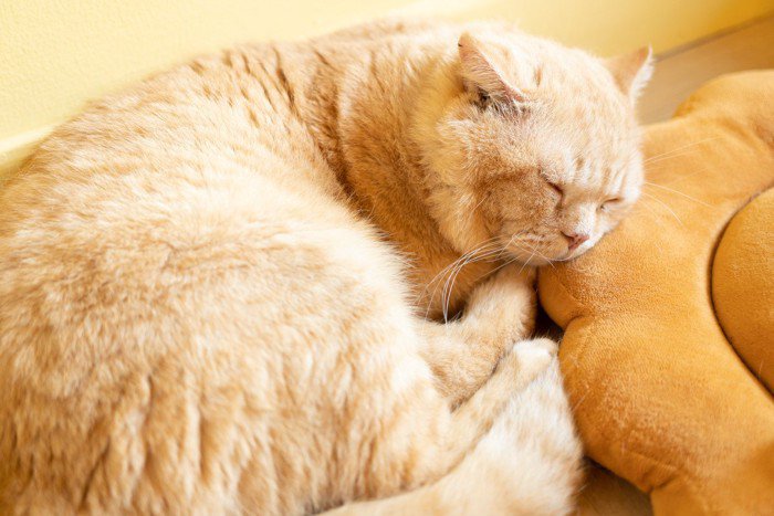 眠る猫