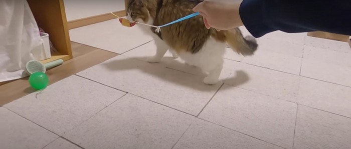 おもちゃで遊ぶ猫