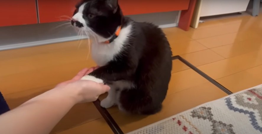 お手をする猫2