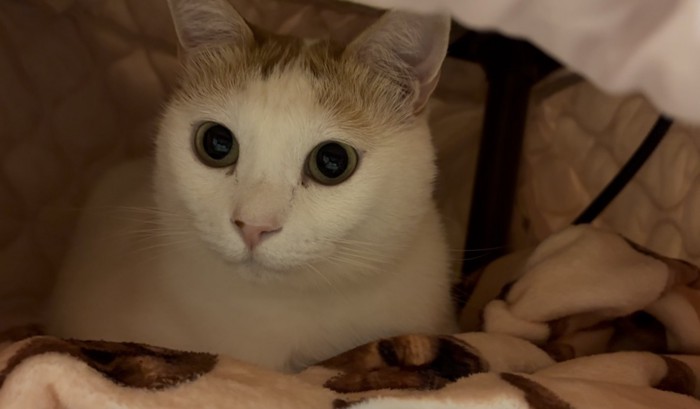 こたつの中にいる猫