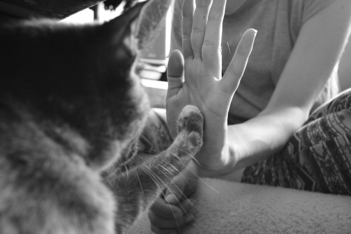 飼い主とタッチする猫