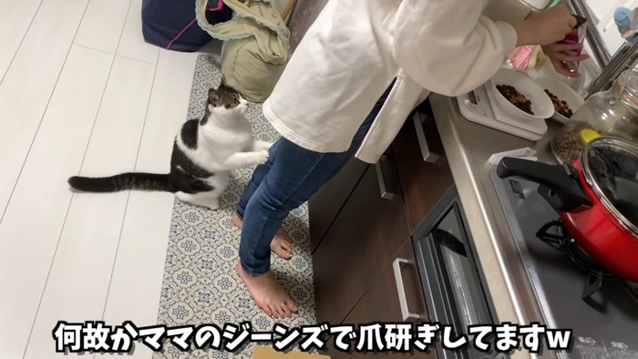 人の足で爪とぎをする猫