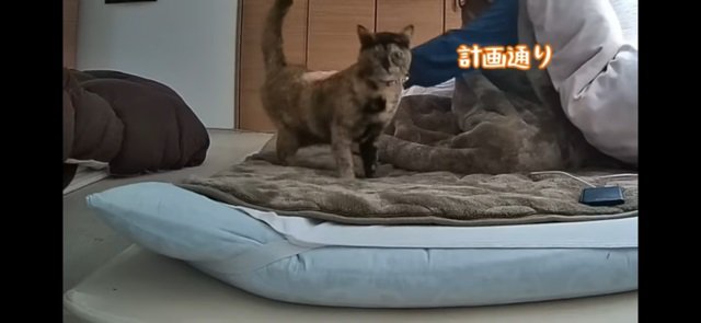 明るくなった寝室と猫