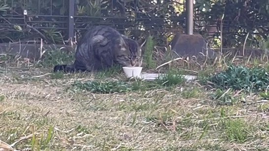 ご飯を食べる猫