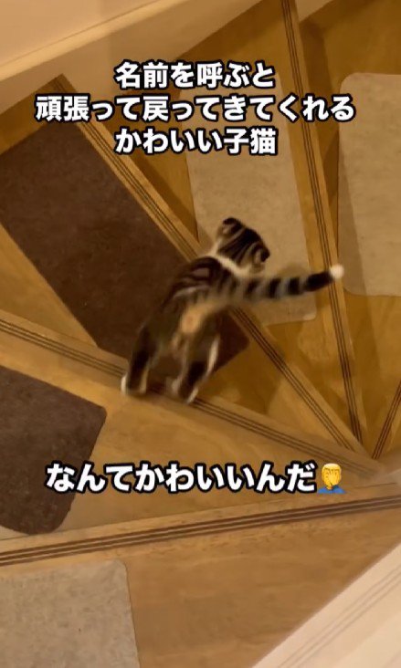 階段を降りる子猫
