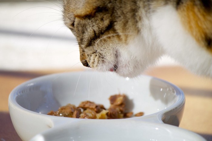 ご飯を食べる猫