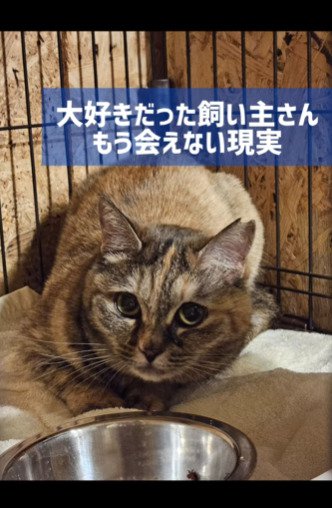 伏せる猫