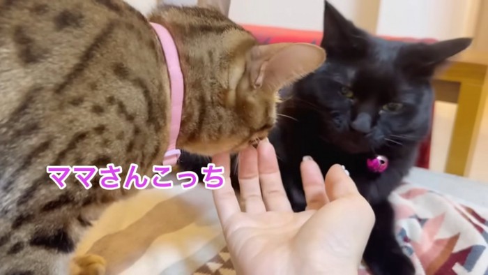 黒猫とベンガル