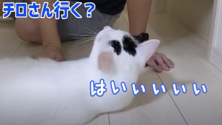 室内にいる猫