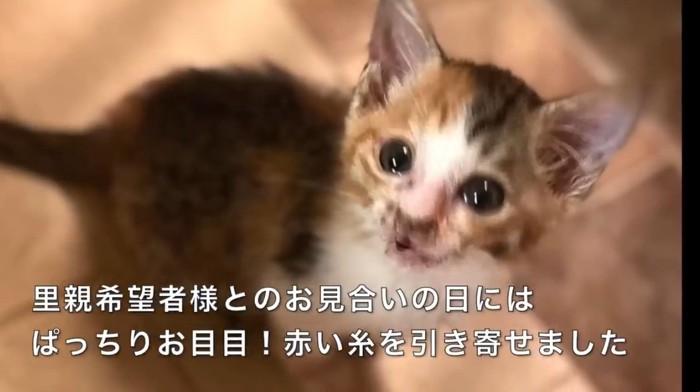 座っている三毛の子猫