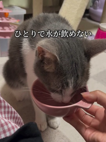 水を飲む猫