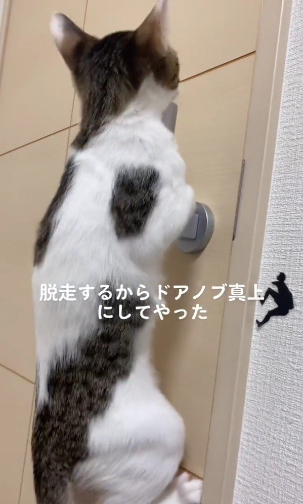 ドアノブにしがみつくごましおちゃん