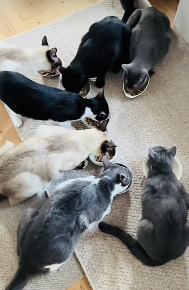 ごはんを食べる7匹の保護猫
