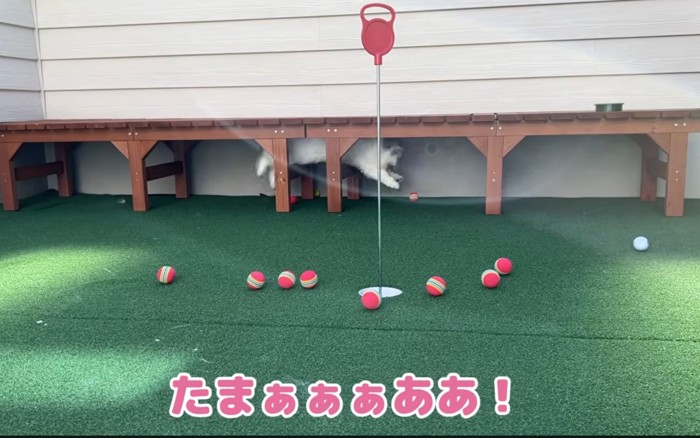 食いつく猫