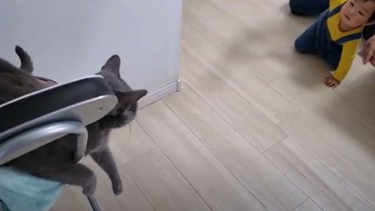 赤ちゃんを見つめる猫