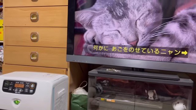 テレビ画面