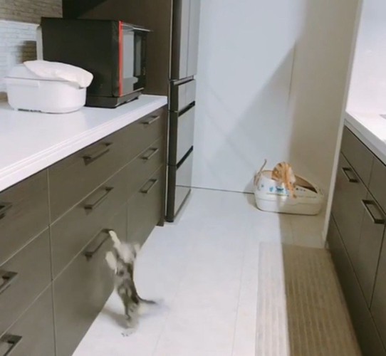 取っ手に手をかける子猫