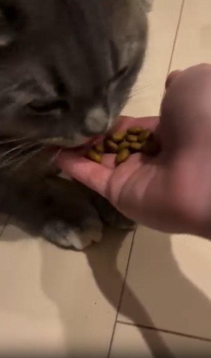ごはんを食べる猫2