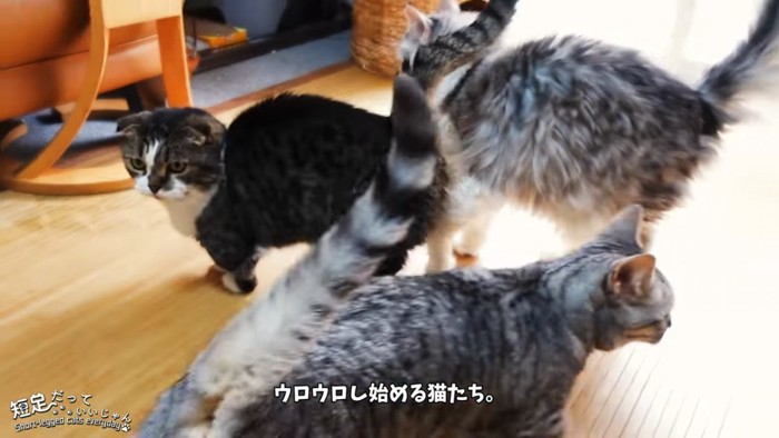 3匹の猫