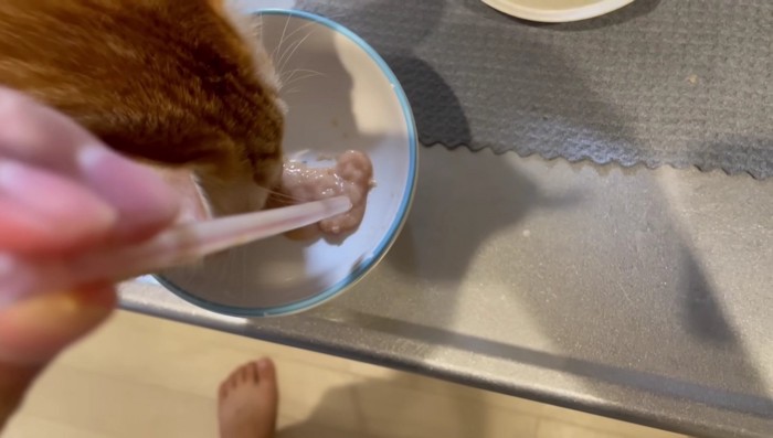 ストローとおやつを食べる茶トラ