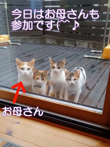 母猫と子猫たち