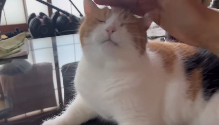 頭をなでなで