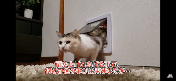 ネコ吉ちゃんくぐる